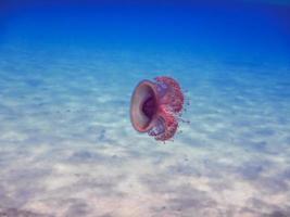 medusas lilas sobre el fondo marino arenoso con agua azul foto