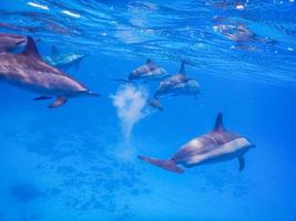 muchos delfines nadan mientras bucean en el mar rojo foto