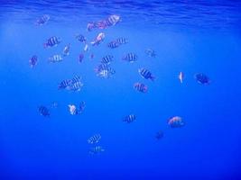 school of many indopazific sergeant fishes in the red sea photo