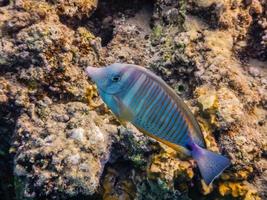 salfin tang fish at the coral reef in egypt photo