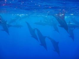 many dolphins dive from the surface into the blue deep photo