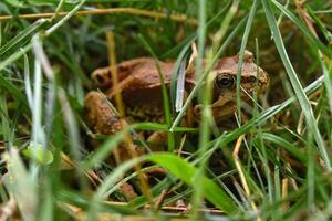 beautiful frog sitting on the grass in the summer photo