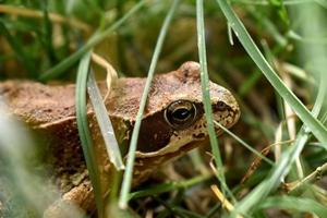 close up of a brown frog in the tall grass near a creek photo