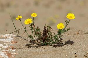 las plantas verdes y las flores crecen en la arena de la costa mediterránea. foto