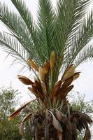 Date palm in a city park in Israel. photo
