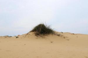 Green plants and flowers grow on the sand on the Mediterranean coast. photo