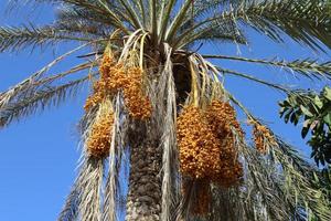 Date palm in a city park in Israel. photo