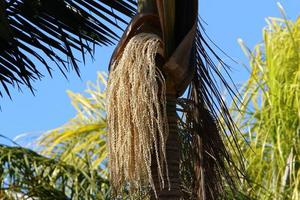 palmera datilera en un parque de la ciudad en israel. foto