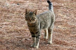 The domestic cat is a mammal of the cat family of the carnivora order. photo