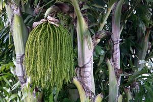 Date palm in a city park in Israel. photo