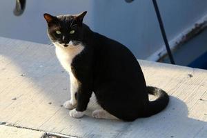 el gato doméstico es un mamífero de la familia de los felinos del orden carnivora. foto