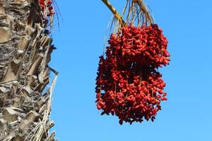 Date palm in a city park in Israel. photo