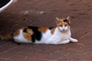 The domestic cat is a mammal of the cat family of the carnivora order. photo