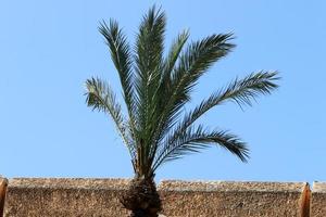 palmera datilera en un parque de la ciudad en israel. foto