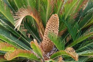 Date palm in a city park in Israel. photo