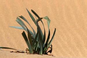 Green plants and flowers grow on the sand on the Mediterranean coast. photo