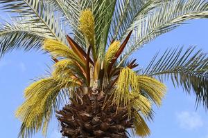 palmera datilera en un parque de la ciudad en israel. foto