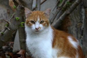 The domestic cat is a mammal of the cat family of the carnivora order. photo