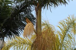 Date palm in a city park in Israel. photo