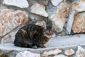 The domestic cat is a mammal of the cat family of the carnivora order. photo
