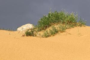 Green plants and flowers grow on the sand on the Mediterranean coast. photo