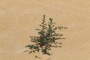 las plantas verdes y las flores crecen en la arena de la costa mediterránea. foto