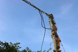 Wires on a pole carrying high voltage electric current. photo