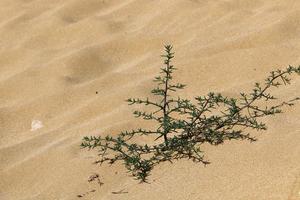 Green plants and flowers grow on the sand on the Mediterranean coast. photo