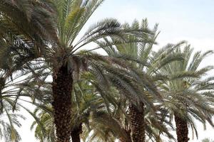 palmera datilera en un parque de la ciudad en israel. foto