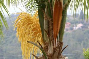 Date palm in a city park in Israel. photo