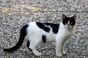 The domestic cat is a mammal of the cat family of the carnivora order. photo