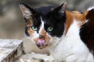 el gato doméstico es un mamífero de la familia de los felinos del orden carnivora. foto