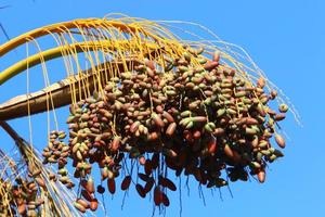 Date palm in a city park in Israel. photo