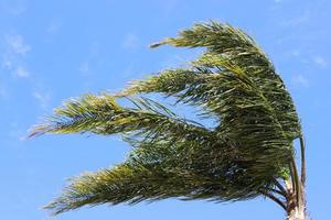 Date palm in a city park in Israel. photo