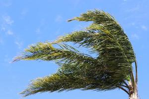 palmera datilera en un parque de la ciudad en israel. foto