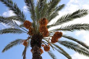 palmera datilera en un parque de la ciudad en israel. foto