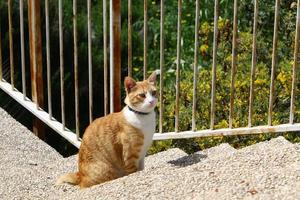 The domestic cat is a mammal of the cat family of the carnivora order. photo