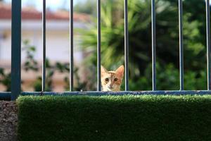 el gato doméstico es un mamífero de la familia de los felinos del orden carnivora. foto