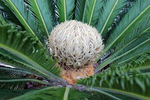 Date palm in a city park in Israel. photo