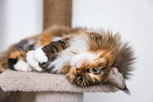 Charming Maine coon cat looking at the camera on cat tree near the light wall of the house. Scratching post. photo