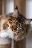 encantador gato maine coon mirando a la cámara en el árbol del gato cerca de la pared clara de la casa. rascador. foto