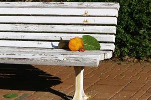 Bench for rest in a city park in Israel. photo