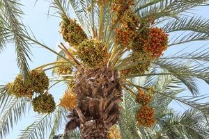 Date palm in a city park in Israel. photo