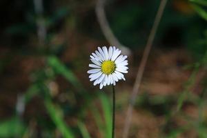 Daisies bloom in a forest glade. photo