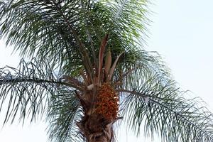 Date palm in a city park in Israel. photo