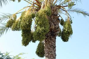 Date palm in a city park in Israel. photo