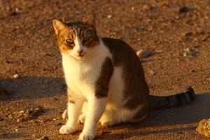 The domestic cat is a mammal of the cat family of the carnivora order. photo