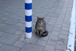 el gato doméstico es un mamífero de la familia de los felinos del orden carnivora. foto