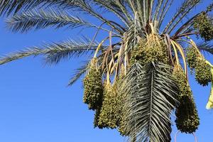 Date palm in a city park in Israel. photo