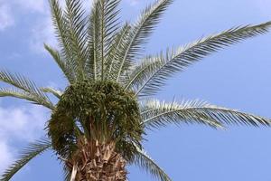 Date palm in a city park in Israel. photo